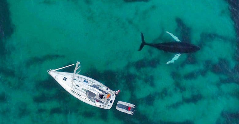 whales