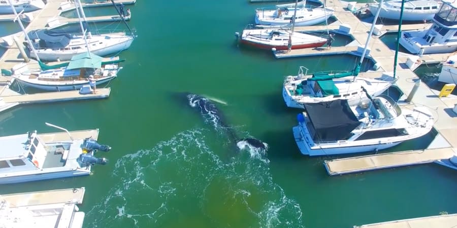 Humpback whale stuck in Ventura Harbor makes it back to open water