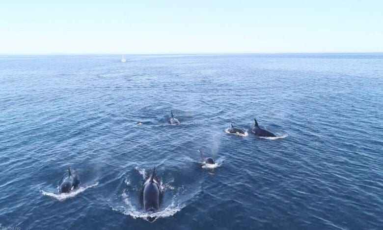 sailing with orcas